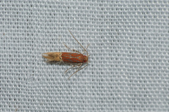 Labdia semicoccinea