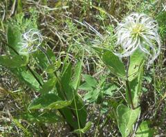 Clematis integrifolia