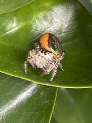 Paraphidippus aurantius