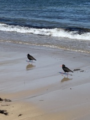 Haematopus fuliginosus