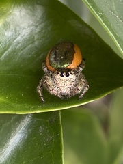 Paraphidippus aurantius