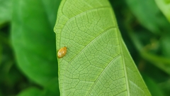 Chrysomeloidea