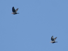 Patagioenas flavirostris