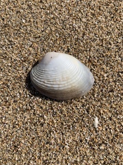 Katelysia rhytiphora