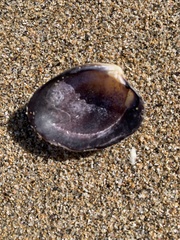 Katelysia rhytiphora