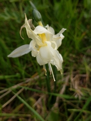 Narcissus triandrus