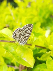 Leptotes plinius