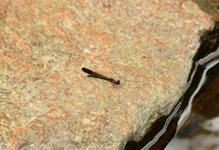 Heliocypha bisignata