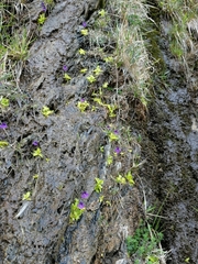 Pinguicula grandiflora