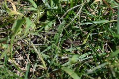 Takydromus tachydromoides