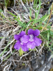 Pinguicula grandiflora