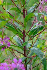 Chamaenerion angustifolium