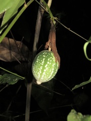 Passiflora vitifolia