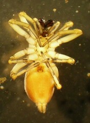 Clubiona lutescens