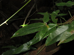 Passiflora vitifolia