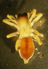 Clubiona lutescens