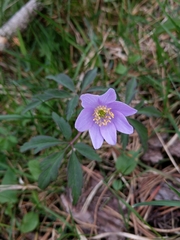 Anemonoides nemorosa