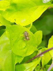 Carrhotus