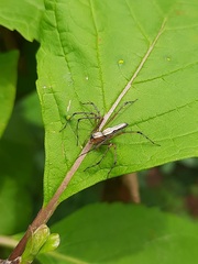 Oxyopes shweta