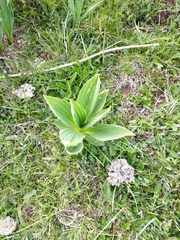 Veratrum album