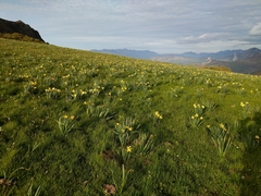 Narcissus pseudonarcissus