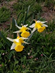 Narcissus pseudonarcissus