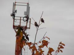 Coccothraustes coccothraustes