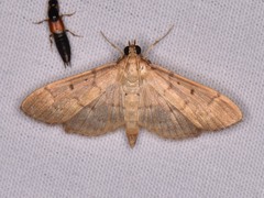 Herpetogramma bipunctalis