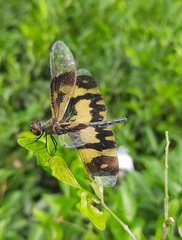 Rhyothemis variegata