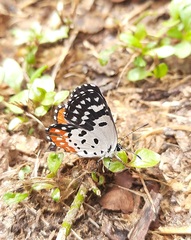 Talicada nyseus nyseus