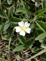 Potentilla montana