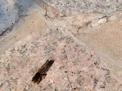 Gryllotalpa orientalis