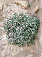 Sarcocapnos enneaphylla