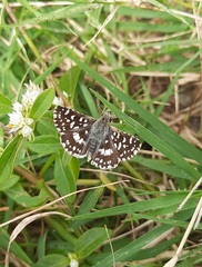 Spialia galba