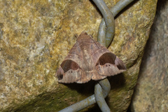 Bastilla joviana