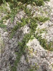 Juniperus rigida conferta