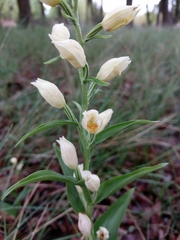 Cephalanthera damasonium