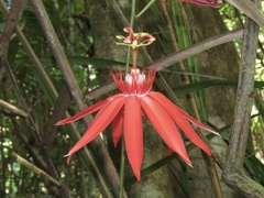 Passiflora vitifolia