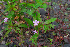 Geranium robertianum