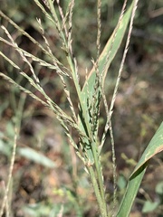 Leptochloa