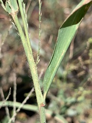 Leptochloa