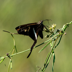 Chioides albofasciatus
