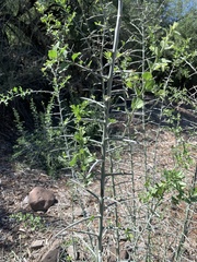 Sarcomphalus obtusifolius canescens