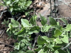 Sarcomphalus obtusifolius canescens