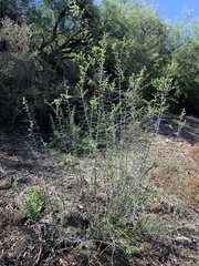 Sarcomphalus obtusifolius canescens