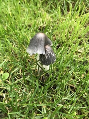 Coprinopsis atramentaria