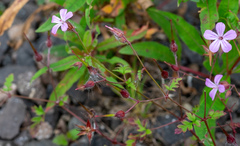 Geranium robertianum