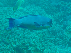 Chlorurus microrhinos