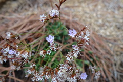 Limonium ramosissimum