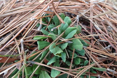 Limonium ramosissimum